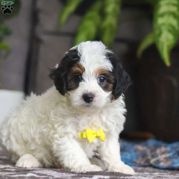 Everest, Mini Bernedoodle Puppy